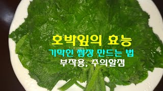 무지개 행운과 최고의 백종원표 쌈장 만드는방법, 호박잎의 놀라운 효능, 부작용