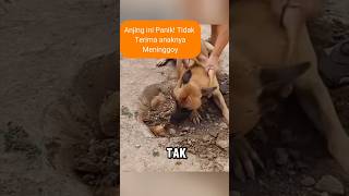 Anjing Menangis Sedih Di pemakaman #shorts