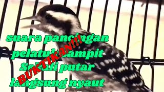 Masteran burung pelatuk// pancingan pelatuk sampit //pecinta BOWO BAYONET