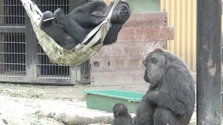 [Gorilla's 1-minute video # 227] Gentaro stares at Mama and Kintaro from a hammock [Kyoto City Zoo]