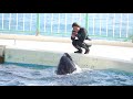 笑顔でバイバイ【2020年2月20日 ララちゃんとの思い出　鴨川シーワールド　シャチパフォーマンス】killer whale lara