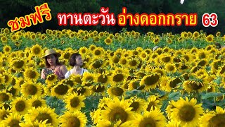 พาชมทุ่งทานตะวันอ่างดอกกราย EP.2 อ.ปลวกแดง จ.ระยอง ดอกบานครบทุกแปลงแล้ว Sunflower field in Thailand