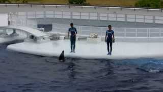 京都水族館 のイルカショー