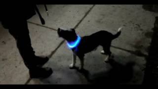 Ziggy tests the NiteHowl LED Safety Necklace