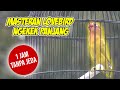 MASTERAN LOVEBIRD NGEKEK PANJANG 1 JAM TANPA JEDA