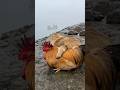 😂Cat takes rooster on outdoor adventure #cute #funny （Click to watch the full version）