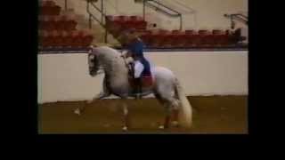 Hostal Pure Spanish Andalusian Stallion owned by Victoria Sperline