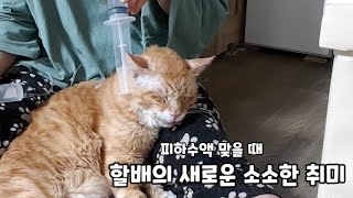 노묘 할배의 피하수액 맞을때의 새로운 취미