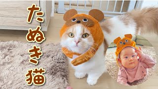 【ハロウィン】仮装の予行練習してみたマンチカン【赤ちゃんと猫】