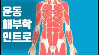 근육이 몸을 움직이는 원리 - 해부학 컨텐츠 인트로