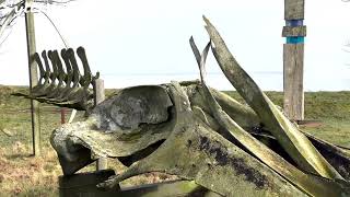 Das Walskelett am Sylt Museum