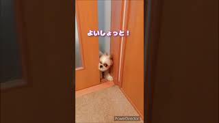 自分でドア開けれるようになったななちゃん🐶