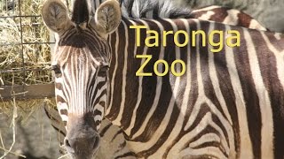 Taronga Zoo with fighting Chimpanzees