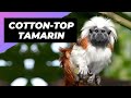 Cotton-Top Tamarin 🐒 One Of The Rarest Animals In The Wild #shorts