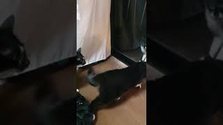 野良猫vs飼い猫　喧嘩　　迫力が凄すぎた！