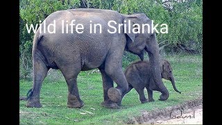 Jungle life in srilanka- ශ්‍රීලංකාවේ වන අසිරිය