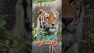 🍙アースの父ソーン🐯【何となくお茶目なアースに似てるね😅】#はまzoo  #浜松市動物園 #のんほいパーク #アムールトラ #ソーン #アース #トラ