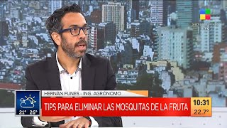 Tips para eliminar las mosquitas de la fruta