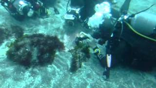 [Scuba Diving in Izu, Japan]2012年6月30日（土）八幡野ダイビング【神の魚に会いに行く】