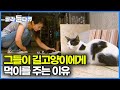 매일같이 길고양이 밥 챙겨주는 사람들│포획망을 들고 나선 캣맘│한국의 심각한 길고양이 문제│다큐프라임│#골라듄다큐