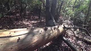 小塩山・大暑山(おしおやま・だいしょやま)