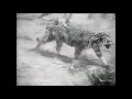 Sumatran Tiger vs African Lion Fight - New Footage ! It was the lion who actually ran in the end !