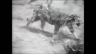 Sumatran Tiger vs African Lion Fight - New Footage ! It was the lion who actually ran in the end !