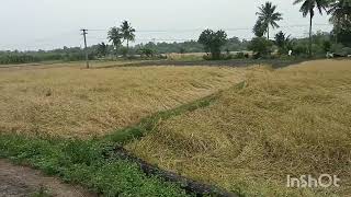 விவசாய நிலம்🌾🌾🌾🌾🌾