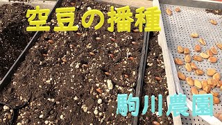 空豆の播種　ポット蒔き　駒川農園　23.10.29