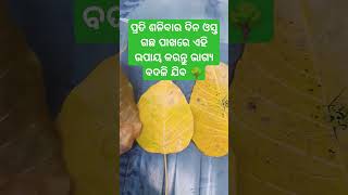 ଓସ୍ତ୍ର ଗଛ ପାଖରେ ଏହି ଉପାୟ କରନ୍ତୁ 🙏#ସାଧୁବାଣୀ #anuchintatoday #bayagita #shortsodia