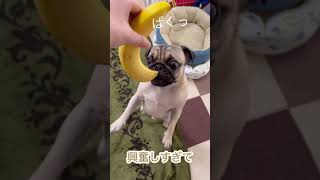 はじめてのバナナに大興奮のだいきち　#pug #パグ #犬 #dog