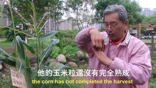 玉米什麼時候可以採收？When can we harvest corn?