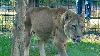 ライオン　オトちゃん　足腰が弱ってきてもお散歩は日課です【のんほいパーク】Lion Oto-chan Toyohashi Zoo