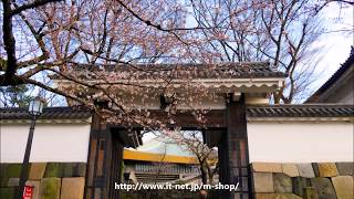 外濠、靖国神社、千鳥ヶ淵、田安門、飯田橋の桜　2018年3月22日