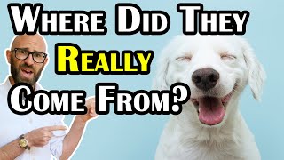 Where Did Dogs Really Come From?