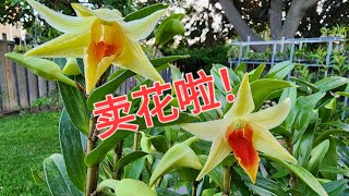 Sophie's Garden 卖兰花啦！花期超长的黑毛石斛 Dendrobium Jiaho Delight 'Orange Candy'