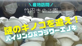 #きのこ#食オタ「バイリング」と「フラワーエノキ」の栽培農園を訪問♪謎のキノコはこうして作られていた！保存ポイントや調理のコツも質問【竹内きのこ園（長野県）】