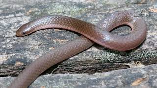 Interesting facts about worm snake by weird square