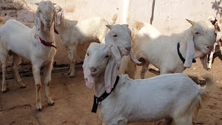 Hydpat And Patira Ke Quality Goats | Shanu Bhai Bhiwandi.