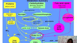 Penjelasan Metabolisme Lipid 1