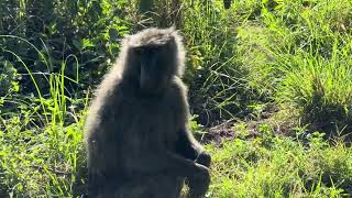 Olive Baboons Fighting #Safari #Kenya #Africa