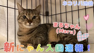 新ニャン入国速報【まるちゃん】【保護猫カフェ】