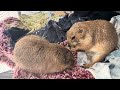 Poppy & Paxton eating and squeaking 😂❤️ #prairiedog