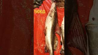 50KG বিগ সাইজ আইড় মাছ দেখুন।||50KG BIG SIZE AIR FISH CUTTING LIVE NOW