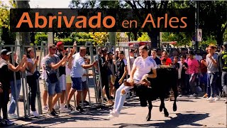 Abrivado de taureaux en Arles - Bull race in Camargue