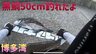 博多湾でヘチ・前打ち釣りで黒鯛釣り38