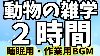 【2時間】【睡眠用・作業用BGM】動物の雑学解説【総集編】