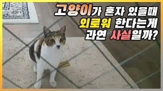 고양이가 혼자 있을때 외로워 한다는게 과연 사실일까?