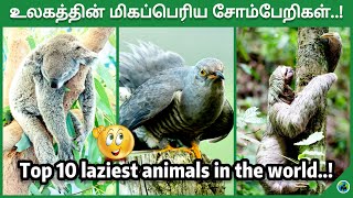 Top 10 laziest animals in the world | Sleeping habits of animals | Tamil | BioWorld | BW