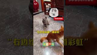 狗子和猫咪打架，主打一个“敌不动我不动，敌若动我乱动。”猫：不是，你有病吧！#pets #宠物 #狗狗